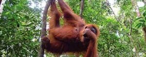 2D1N BUKIT LAWANG TOUR