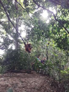 orangutan trekking