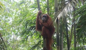 Day trip bukit lawang orangutan tour