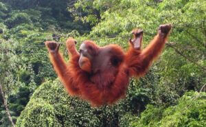 sumatra orangutan