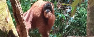 oraangutan full day tour